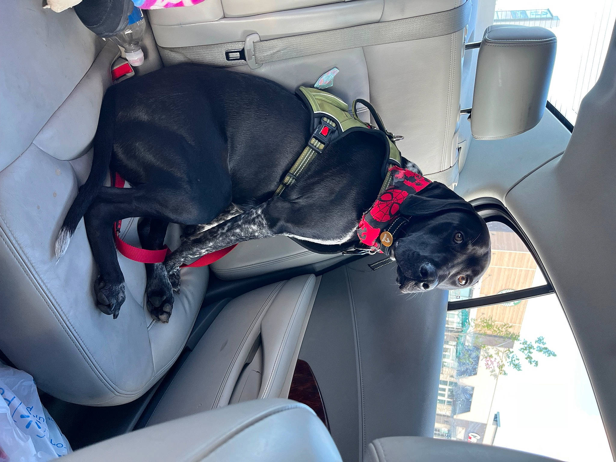 Remi is registered to the contest to win money with this photo: auto_part, automotive_design, automotive_exterior, car, car_seat, car_seat_cover, carnivore, collar, comfort, companion_dog, dog, dog_breed, dog_collar, fixture, head_restraint, motor_vehicle, sporting_group, vehicle, vehicle_door, working_animal