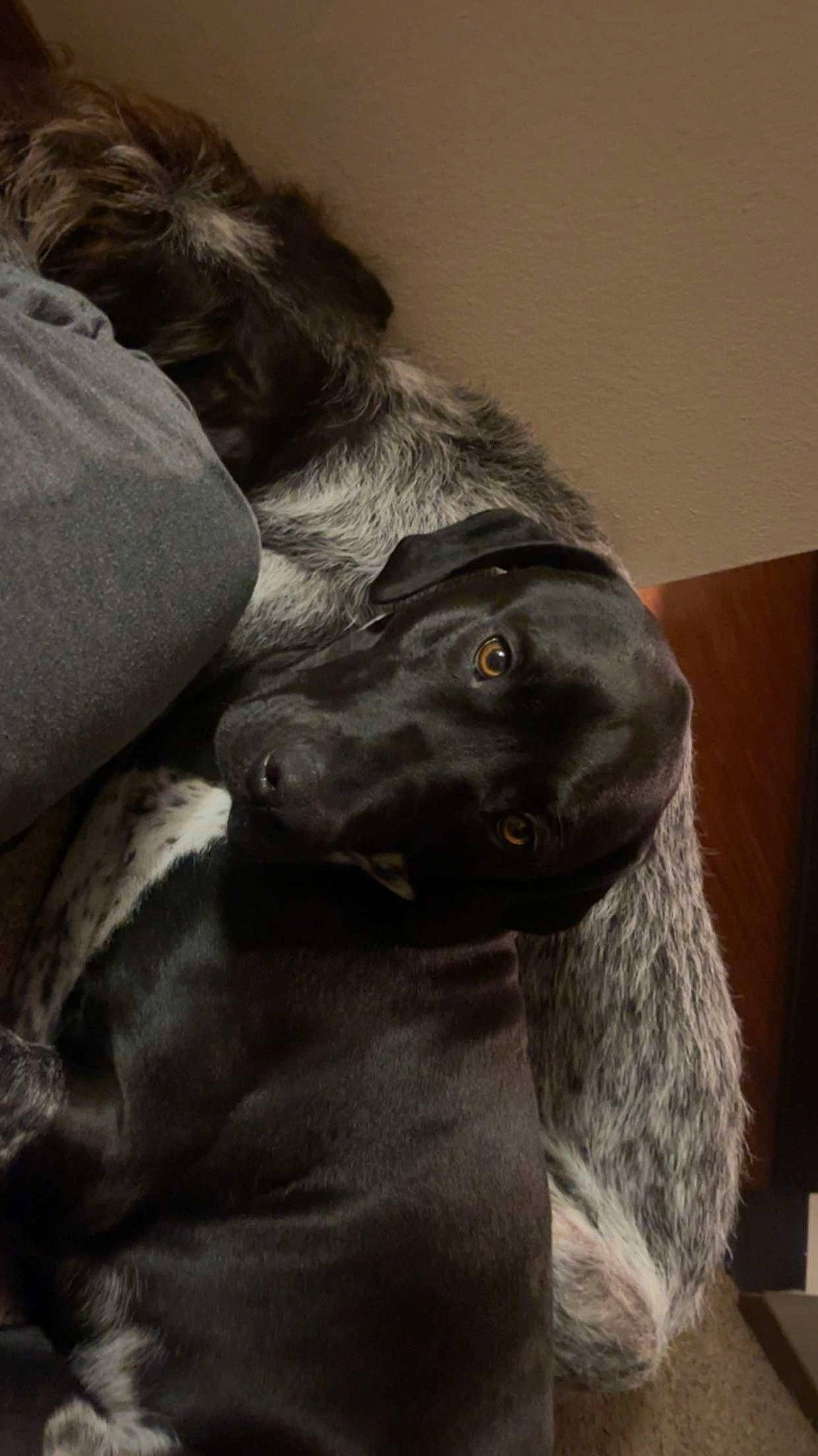 Remi is registered to the contest to win money with this photo: borador, canidae, carnivore, companion_dog, dog, dog_breed, ear, fawn, fur, gesture, giant_dog_breed, grey, guard_dog, gun_dog, liver, mammal, snout, sporting_group, whiskers, working_animal