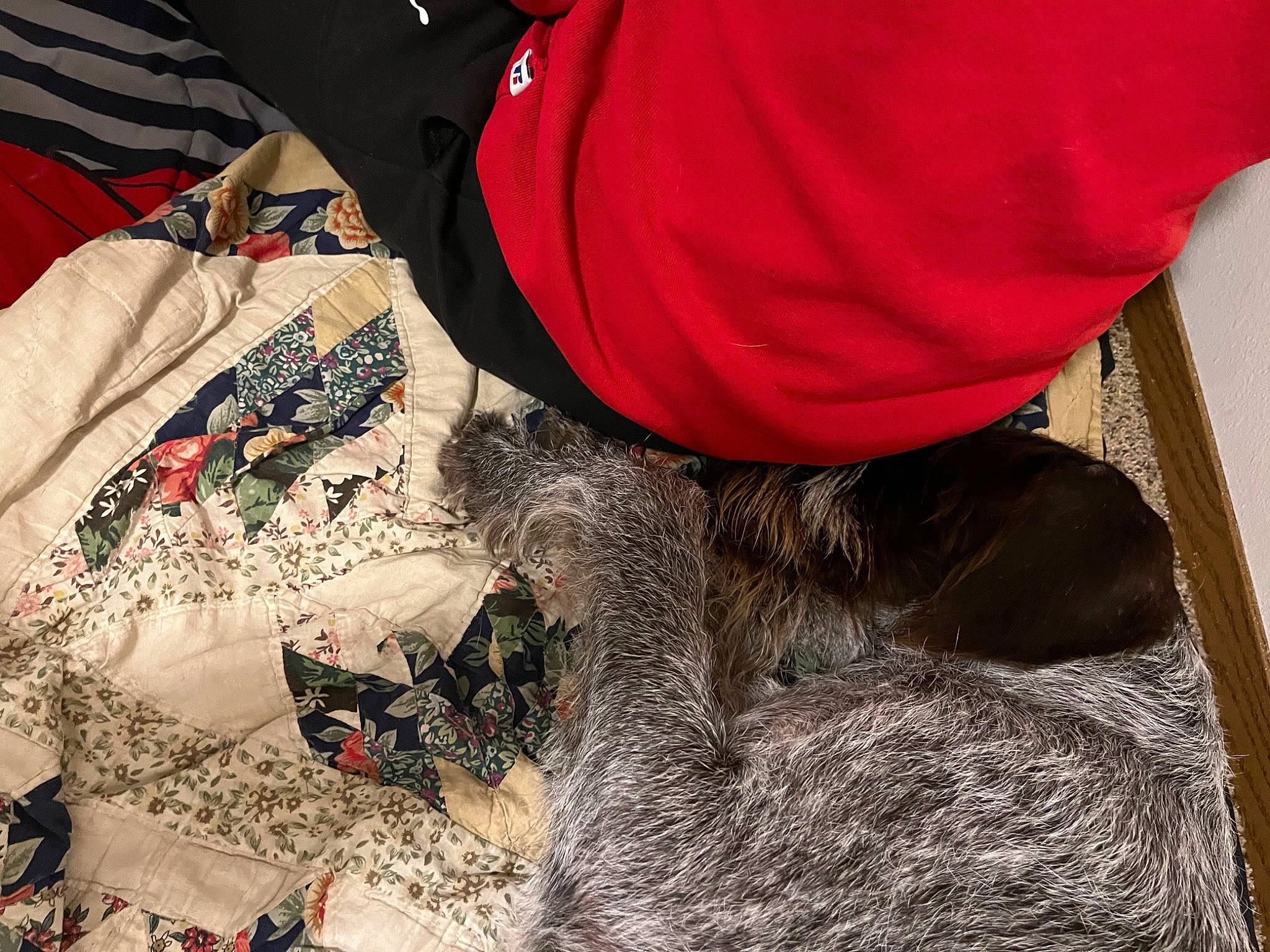 Kali is registered to the contest to win money with this photo: carmine, comfort, domestic_short_haired_cat, felidae, fur, human_leg, linens, pattern, sleeve, small_to_medium_sized_cats, soil, sporting_group, tail, textile, whiskers, wool