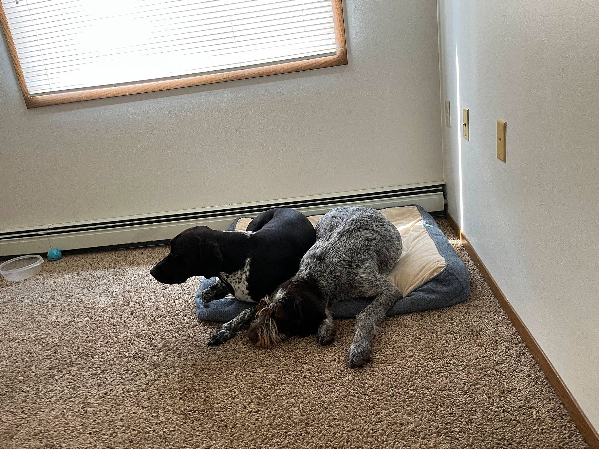 Kali joined the competition — help win amazing prizes! canidae, carnivore, comfort, companion_dog, dog, dog_breed, door_mat, fawn, floor, flooring, fur, hardwood, laminate_flooring, snout, sporting_group, tail, window, window_blind, wood, working_animal