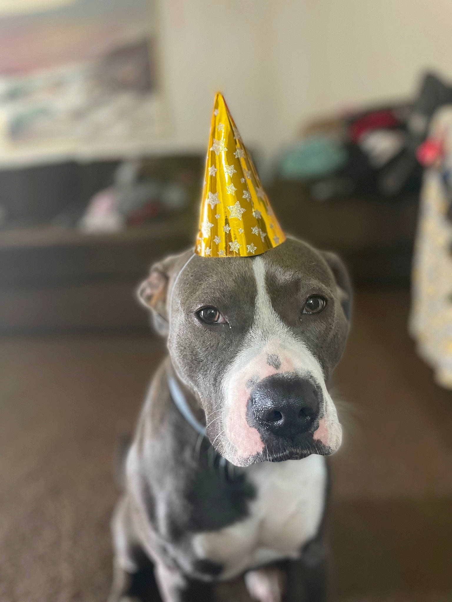 Hennessy is registered to the contest to win money with this photo: canidae, carnivore, collar, cone, costume_hat, dog, dog_breed, dog_collar, event, fashion_accessory, metal, non_sporting_group, party_hat, party_supply, recreation, snout, triangle, whiskers, working_animal
