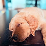 Ace is registered to the contest to win money with this photo: puppy, dog, sleeping, golden_retriever, fur, close_up, pet, animal, cute, resting, indoors, table, wood, whiskers, nose, soft_light, cozy, calm, young_dog, sleep