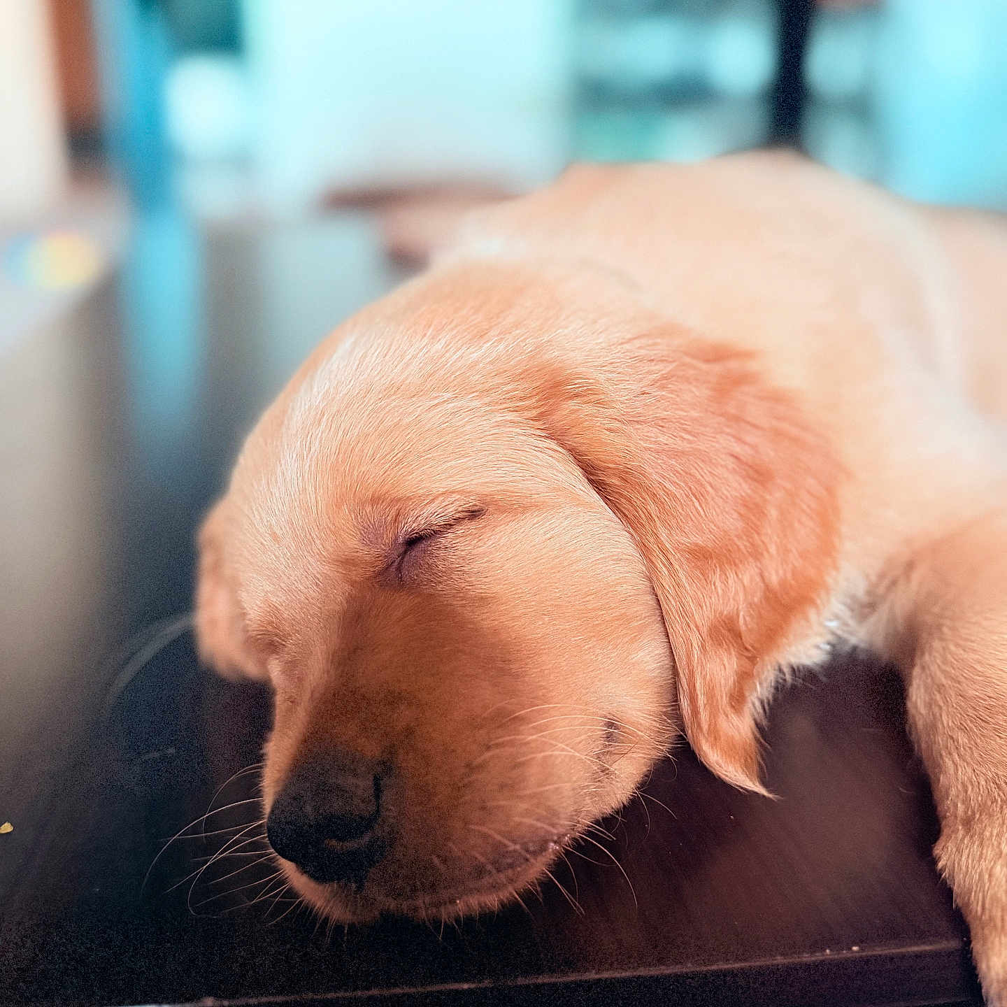 Ace is registered to the contest to win money with this photo: animal, calm, close_up, cozy, cute, dog, fur, golden_retriever, indoors, nose, pet, puppy, resting, sleep, sleeping, soft_light, table, whiskers, wood, young_dog