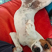 Vasco a rejoint le concours — aidez-le/la à gagner de superbes lots ! dog, pet, lying_down, white, brown, spots, blanket, red, pillow, blue, face, cute, looking_up, playful, canine, fur, animal, domestic, relaxed, indoors