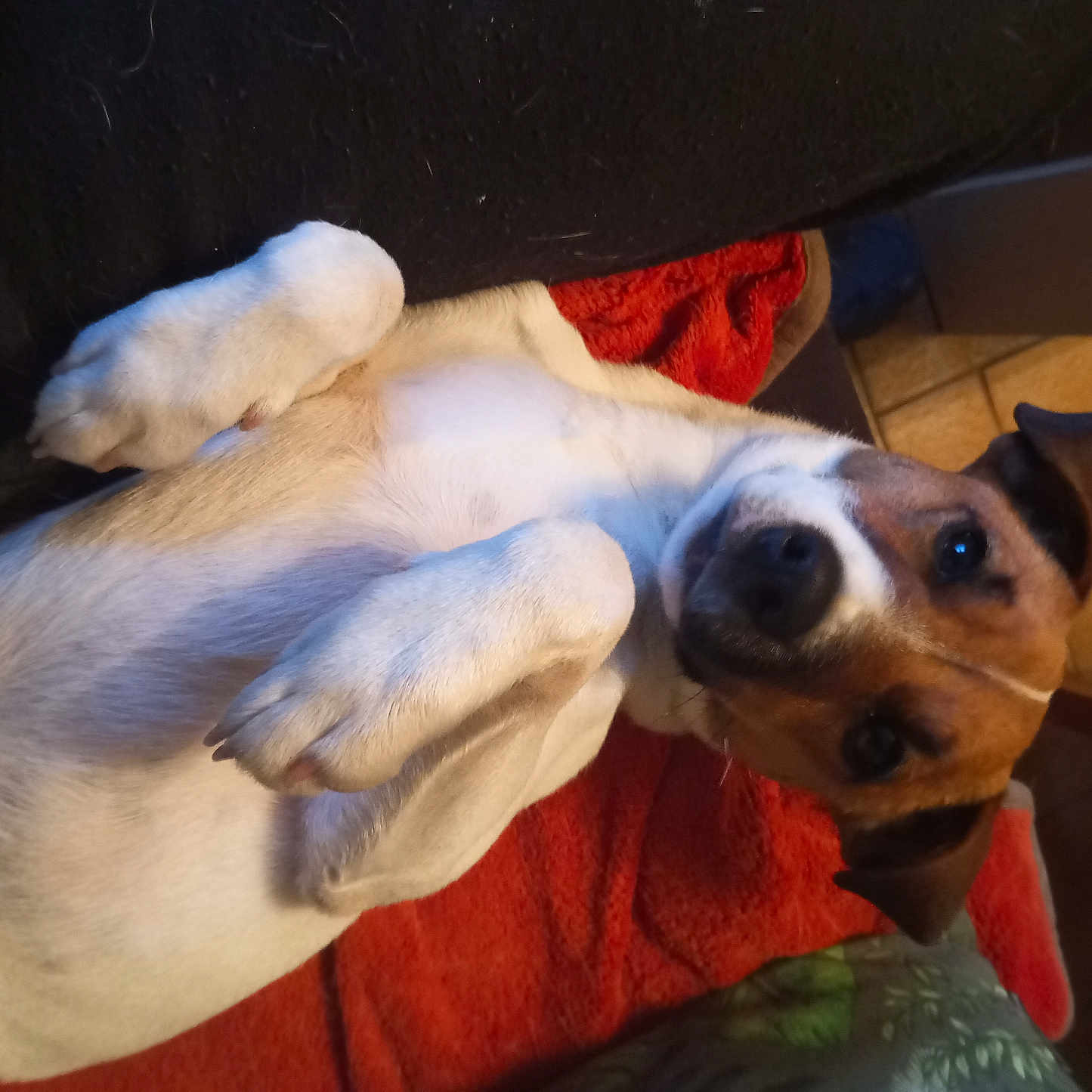 Vasco a rejoint le concours — aidez-le/la à gagner de superbes lots ! animal, blanket, brown, canine, cozy, cute, dog, ears, face, floor, furniture, home, indoor, looking_up, lying_down, nose, paw, pet, relaxed, white