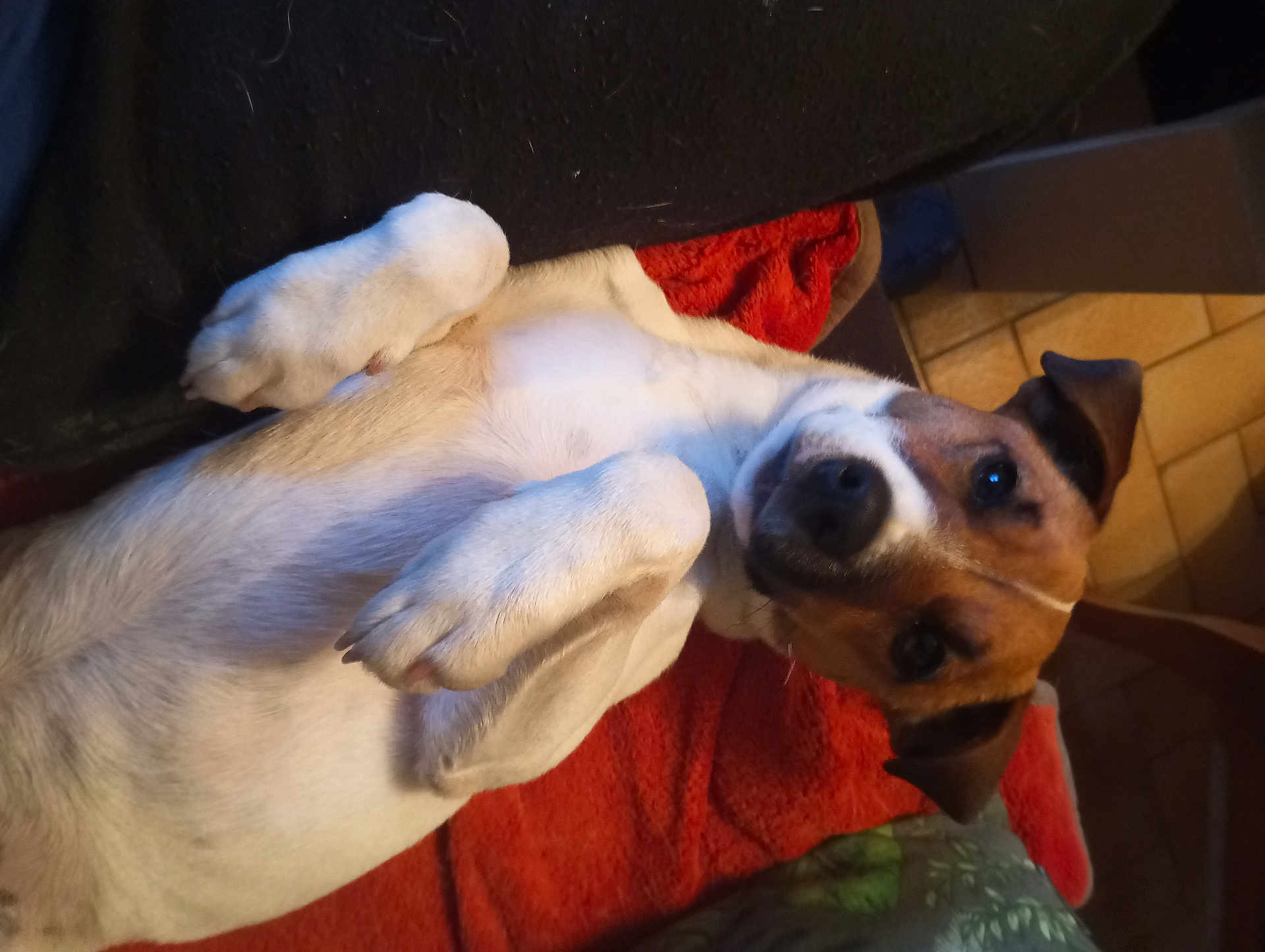Vasco a rejoint le concours — aidez-le/la à gagner de superbes lots ! dog, pet, indoor, blanket, floor, furniture, paw, lying_down, cute, animal, canine, brown, white, face, ears, nose, relaxed, looking_up, cozy, home