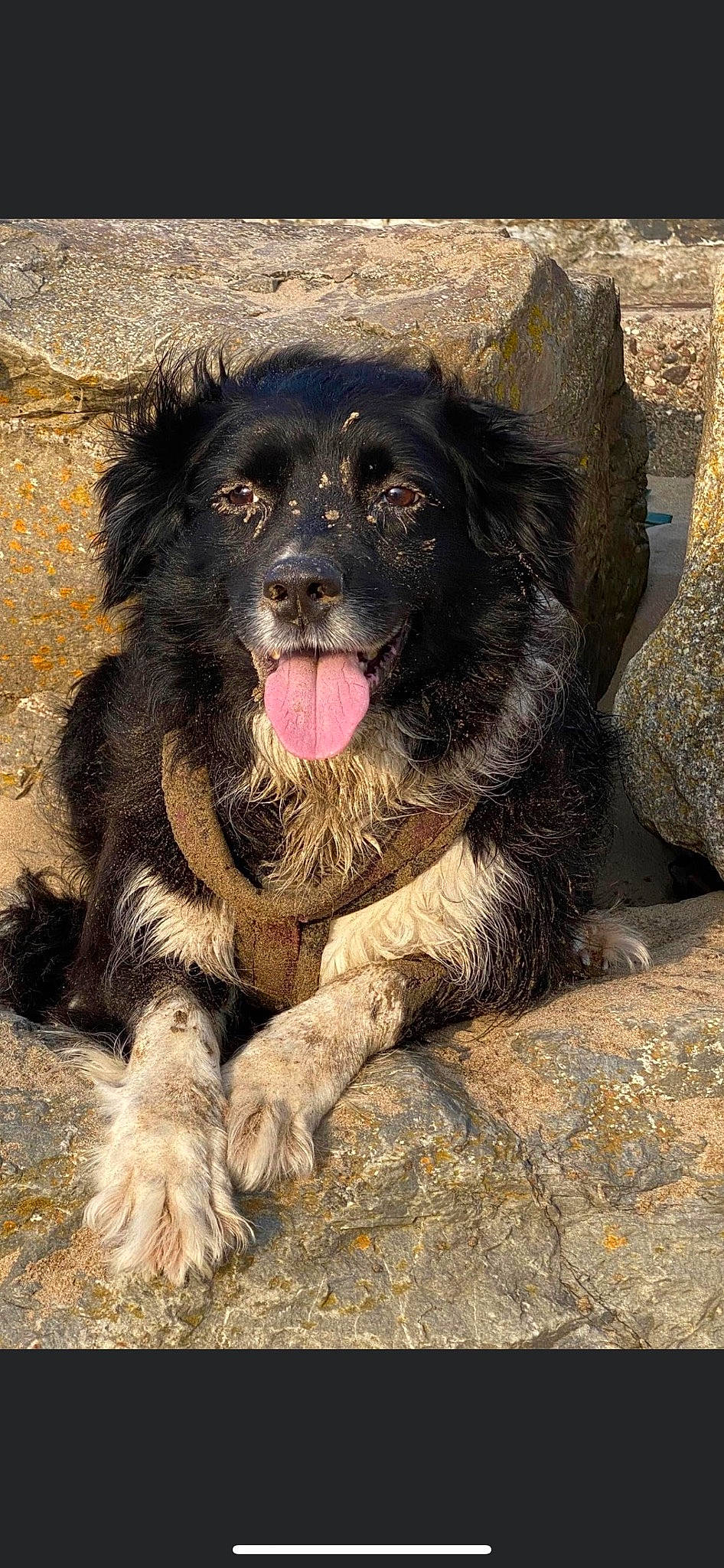 Loulou is registered to the contest to win money with this photo: ancient_dog_breeds, biting, canidae, carnivore, companion_dog, dog, dog_breed, fur, gaddi_kutta, giant_dog_breed, liver, paw, snout, sporting_group, terrestrial_animal, working_animal, working_dog