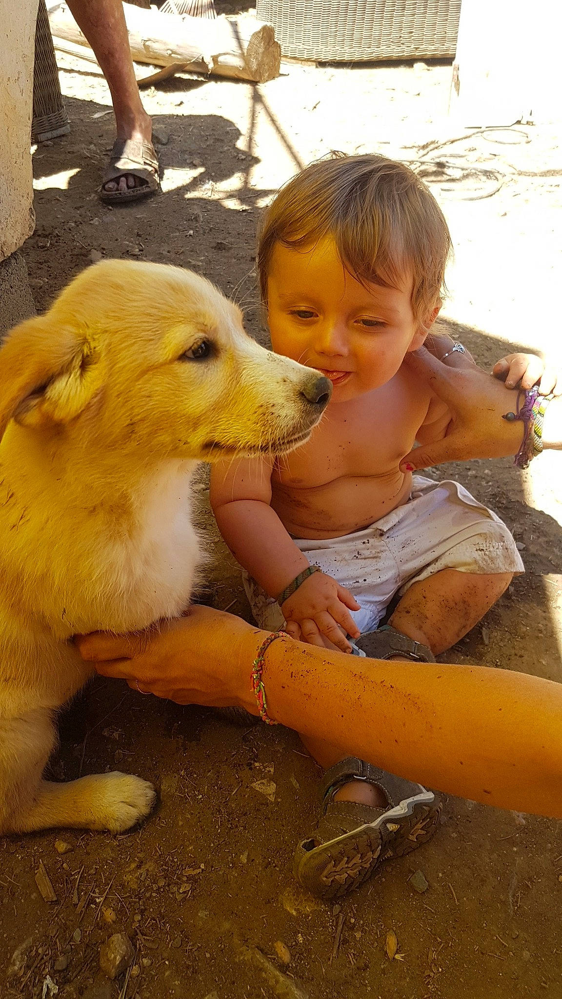 Tyron a rejoint le concours — aidez-le/la à gagner de superbes lots ! adaptation, carnivore, child, companion_dog, dog, dog_breed, fun, grass, happy, leisure, people_in_nature, people_on_beach, person, play, sand, shorts, sporting_group, terrestrial_animal, toddler, wildlife