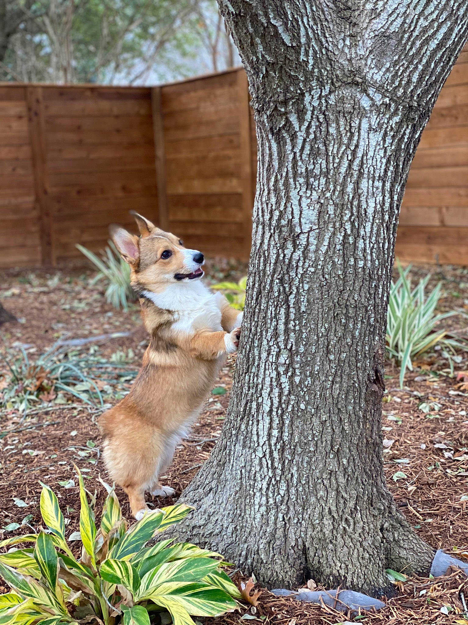 Stitch joined the competition — help win amazing prizes! branch, canidae, carnivore, deciduous, dog, fawn, forest, grass, plant, rodent, squirrel, tail, terrestrial_animal, terrestrial_plant, tree, trunk, twig, wildlife, wood, woodland