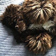 Chanel participe au concours pour gagner de l'argent avec cette photo : affenpinscher, animal, armchair, canine, chair, cockerspaniel, couch, cushion, dog, furniture, homedecor, hound, newfoundland, papillon, pet, poodle, puppy, terrier