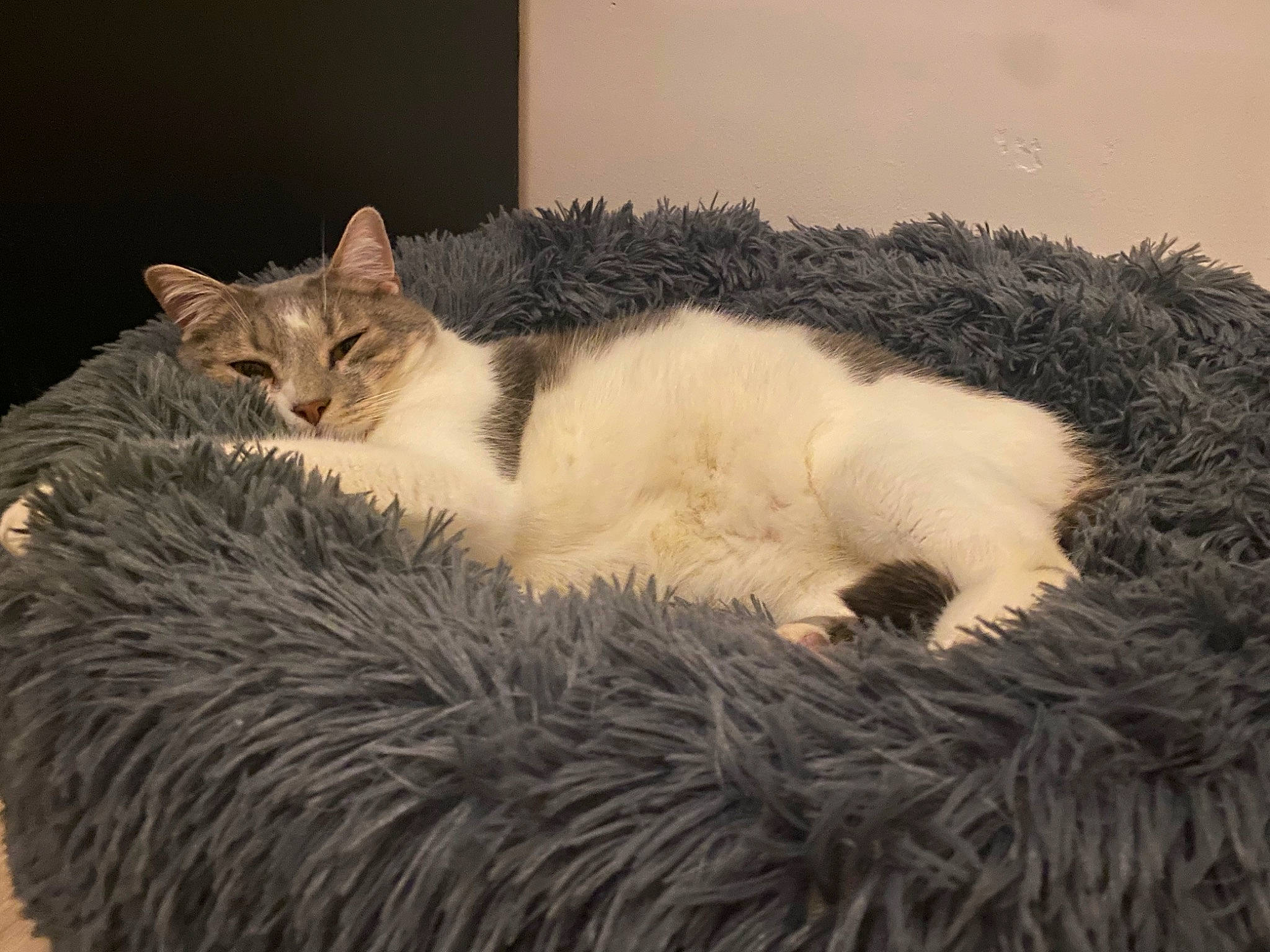 Nougat a rejoint le concours — aidez-le/la à gagner de superbes lots ! carnivore, cat, cat_bed, claw, comfort, couch, domestic_short_haired_cat, fawn, felidae, fur, nap, paw, sleep, small_to_medium_sized_cats, snout, tail, tree, whiskers, window