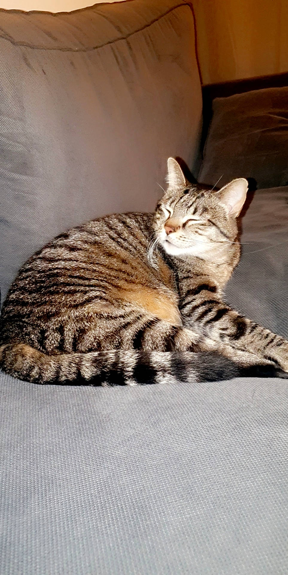 Muscade participe au concours pour gagner de l'argent avec cette photo : carnivore, cat, claw, comfort, domestic_short_haired_cat, door, eye, felidae, fur, paw, sitting, small_to_medium_sized_cats, snout, tail, terrestrial_animal, whiskers, wildlife, wood