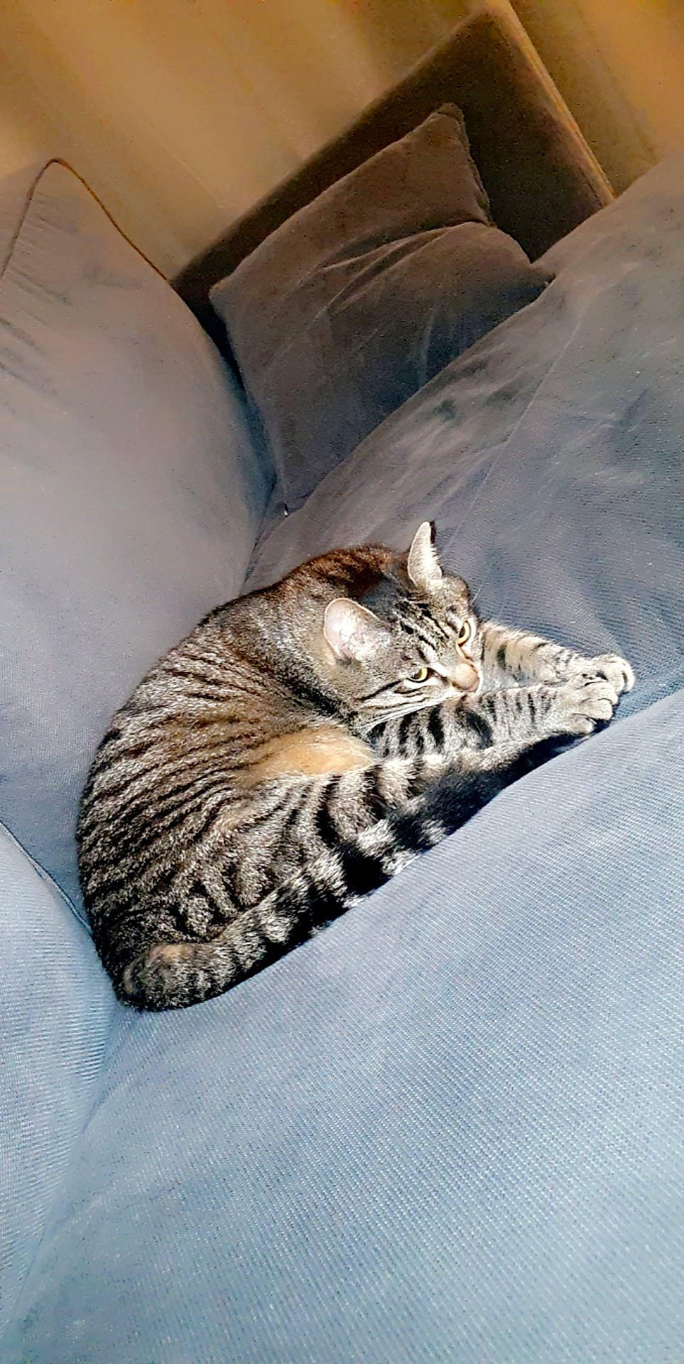 Muscade participe au concours pour gagner de l'argent avec cette photo : carnivore, cat, comfort, couch, domestic_short_haired_cat, felidae, fur, grey, leopard, linens, pattern, paw, room, small_to_medium_sized_cats, snout, tail, terrestrial_animal, whiskers, wildlife, wood