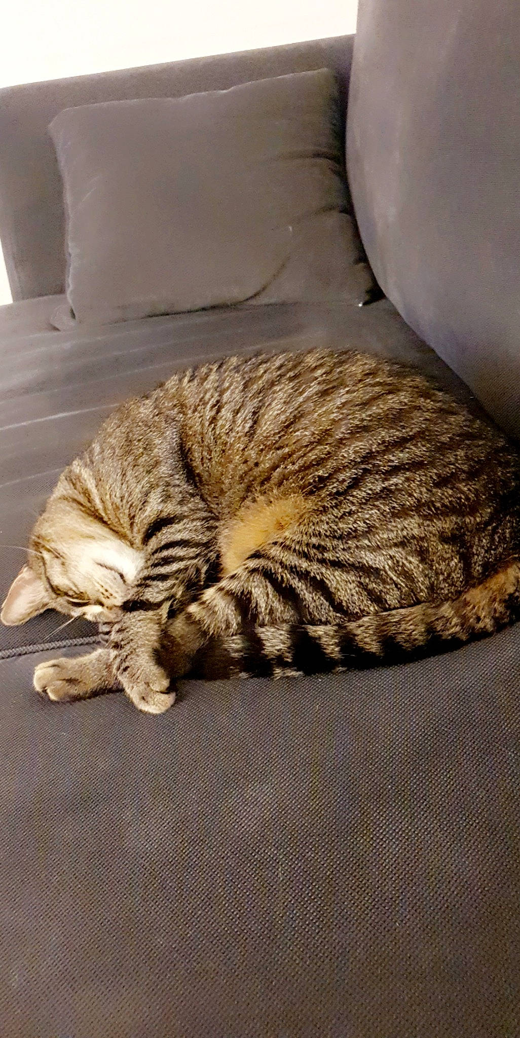 Muscade a rejoint le concours — aidez-le/la à gagner de superbes lots ! carnivore, cat, cat_bed, claw, comfort, domestic_short_haired_cat, fawn, felidae, fur, grey, mammal, nap, paw, small_to_medium_sized_cats, snout, tail, terrestrial_animal, whiskers, wildlife, wood