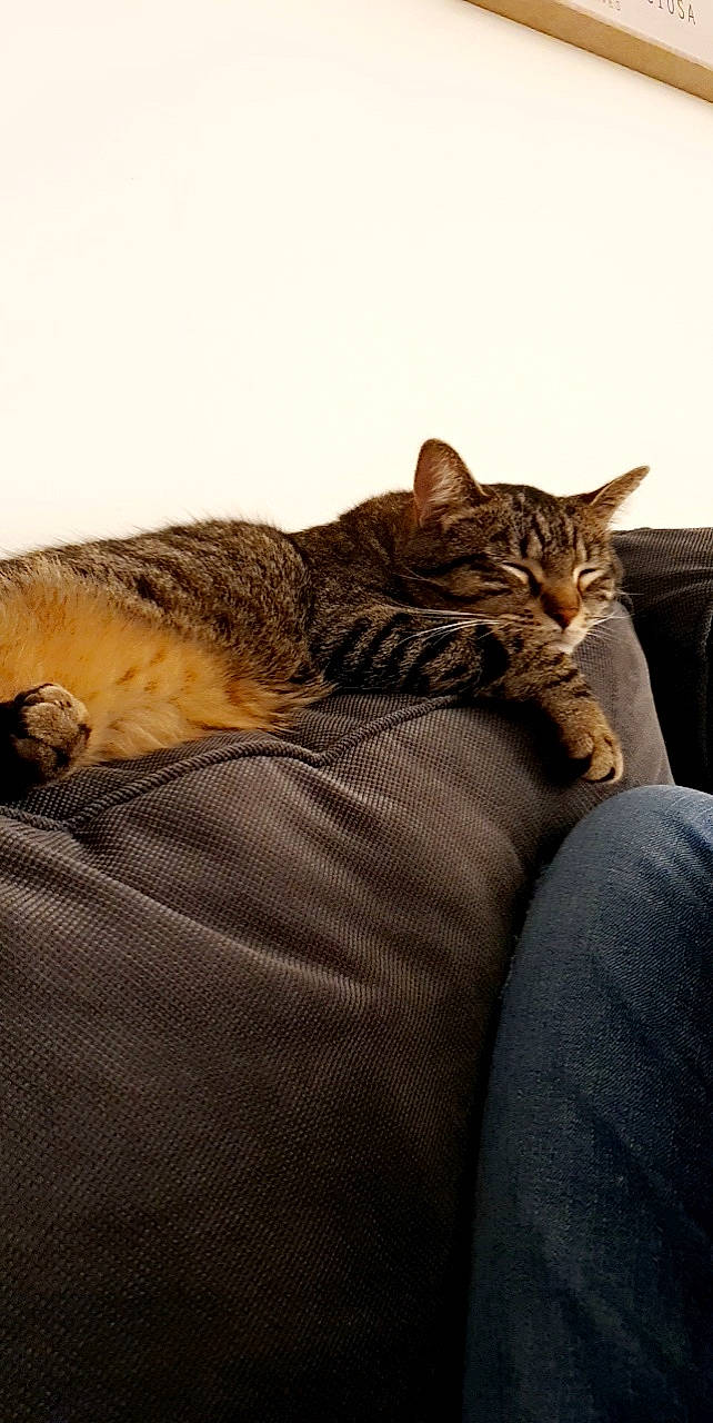 Muscade a rejoint le concours — aidez-le/la à gagner de superbes lots ! carnivore, cat, claw, comfort, domestic_short_haired_cat, fawn, felidae, fur, grey, nap, paw, sitting, small_to_medium_sized_cats, snout, tail, terrestrial_animal, tree, whiskers, wildlife, wood