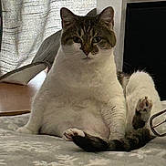 Sissy joined the competition — help win amazing prizes! cat, indoor, bed, curtain, furniture, white, brown, tabby, relaxed, sitting, paw, cute, pet, animal, fluffy, cozy, portrait, feline, resting, funny_pose