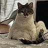 cat, indoor, bed, curtain, furniture, white, brown, tabby, relaxed, sitting, paw, cute, pet, animal, fluffy, cozy, portrait, feline, resting, funny_pose