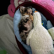 Prince participe au concours pour gagner de l'argent avec cette photo : basket, bed, blanket, blue_towel, closed_eyes, cozy, cute, dog, ears, fur, indoor, nose, paw, pink_blanket, plush_toy, puppy, resting, sleeping, small_dog, stuffed_animal