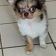 Prince participe au concours pour gagner de l'argent avec cette photo : dog, puppy, chihuahua, small_dog, pet, domestic, big_eyes, curious, standing, close_up, portrait, paw, ear, whiskers, brown_white_fur, fluffy, tiled_floor, indoor, tile, looking_up