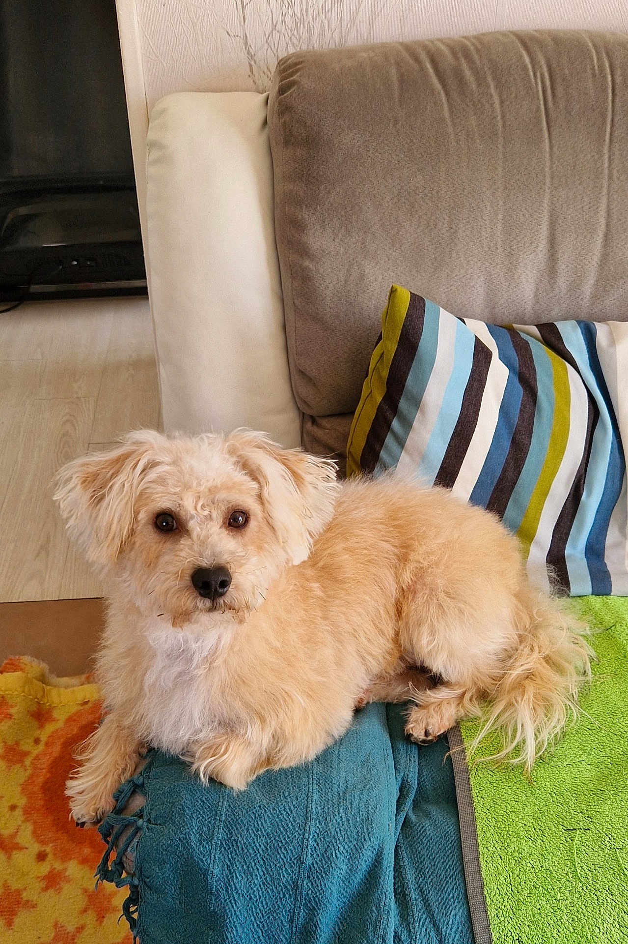Lasco a rejoint le concours — aidez-le/la à gagner de superbes lots ! dog, pet, canine, fluffy, tan, couch, blanket, pillow, striped_pillow, home, indoor, relaxed, laying, fur, ears, tail, floor, wooden_floor, furniture, domestic