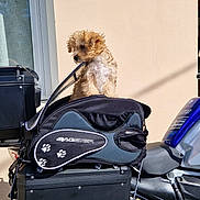 Lasco a rejoint le concours — aidez-le/la à gagner de superbes lots ! puppy, dog, motorcycle, pet_carrier, outdoor, sunlight, vehicle, transport, pet, curious, small_dog, fluffy, zipper, black_bag, blue_motorcycle, parked, shadow, walls, daytime, travel