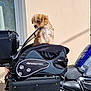 puppy, dog, motorcycle, pet_carrier, outdoor, sunlight, vehicle, transport, pet, curious, small_dog, fluffy, zipper, black_bag, blue_motorcycle, parked, shadow, walls, daytime, travel