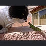 Pupuce a rejoint le concours — aidez-le/la à gagner de superbes lots ! animal, black_and_white, building, cat, closeup, curious, daytime, green, lizard, nature, nose, outdoor, paw, pet, reptile, sunlight, texture, wall, whiskers, window