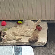 Blue a rejoint le concours — aidez-le/la à gagner de superbes lots ! animal, canine, cat, couch, dog, dogbed, furniture, homedecor, kitten, mattress, person, pet, sleeping, table
