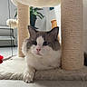 Blue a rejoint le concours — aidez-le/la à gagner de superbes lots ! angora, animal, architecture, building, cat, couch, cushion, furniture, hardwood, homedecor, indoors, interiordesign, kitten, livingroom, manx, pet, plant, room, siamese, wood
