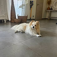 Gigi a rejoint le concours — aidez-le/la à gagner de superbes lots ! cream_color, curtain, decor, dog, door, floor, fluffy_dog, furniture, home, indoor, mirror, pet, plant, quiet, relaxed, tile_floor, vacuum_cleaner, vase, white_color, wicker_basket