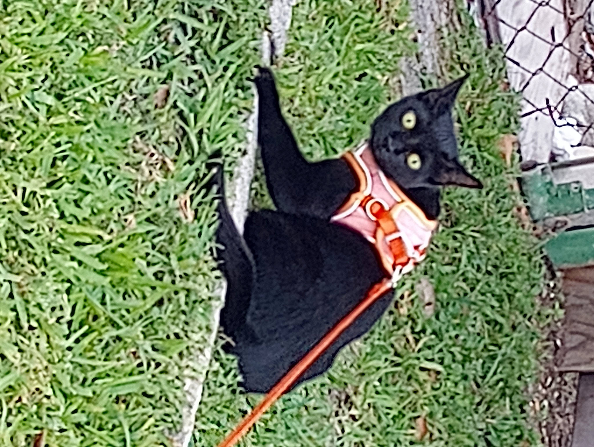 Blacky is registered to the contest to win money with this photo: bag, bat, black_cat, canidae, carmine, carnivore, cat, dog_supply, fashion_accessory, fawn, felidae, fur, grass, linens, pattern, plant, small_to_medium_sized_cats, tail, tree, whiskers
