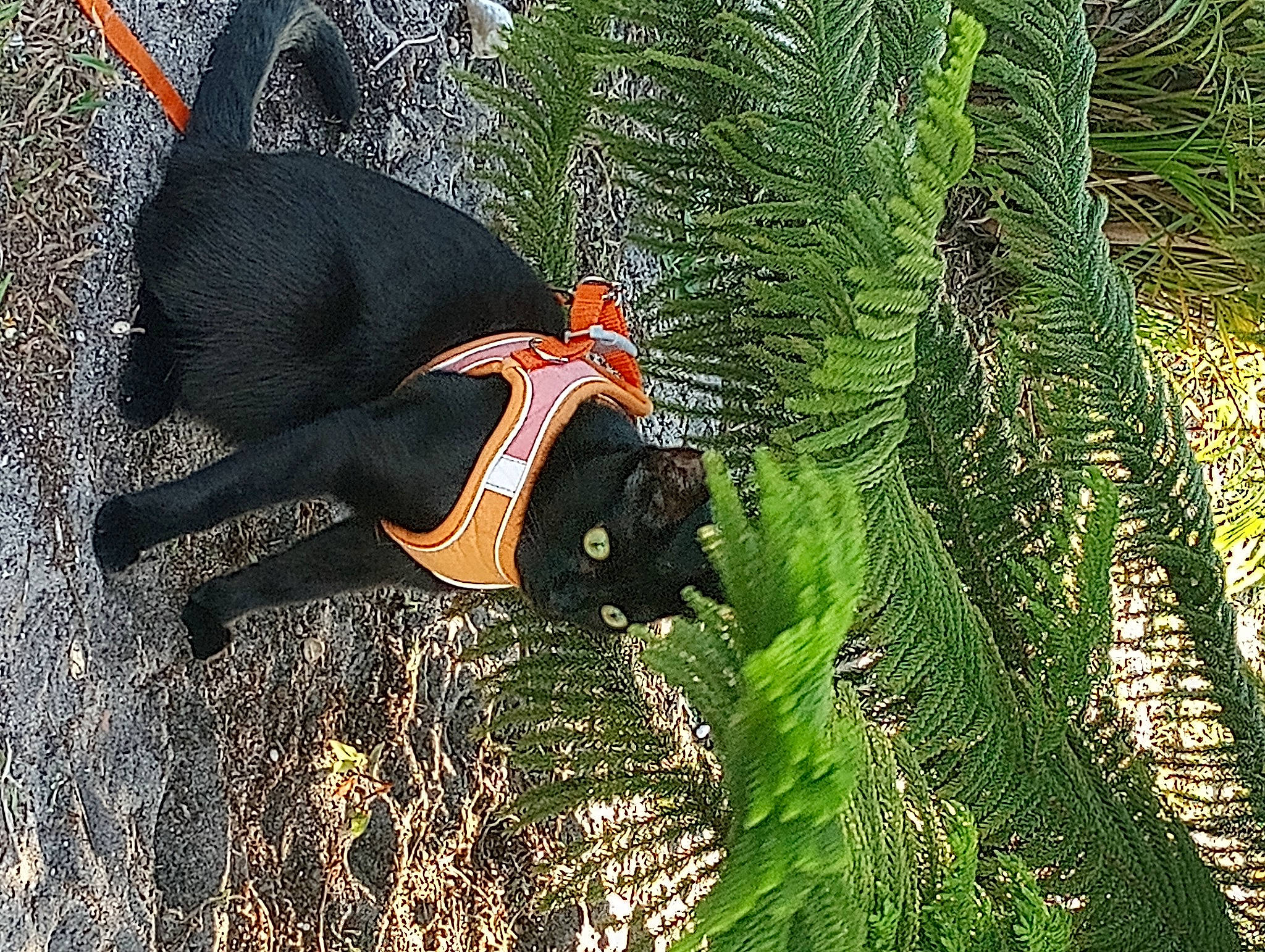 Blacky is registered to the contest to win money with this photo: arecales, beak, conifer, evergreen, fictional_character, forest, grass, grass_family, jungle, landscape, people_in_nature, plant, plant_stem, shadow, sunglasses, tail, terrestrial_plant, tree, trunk, wildlife