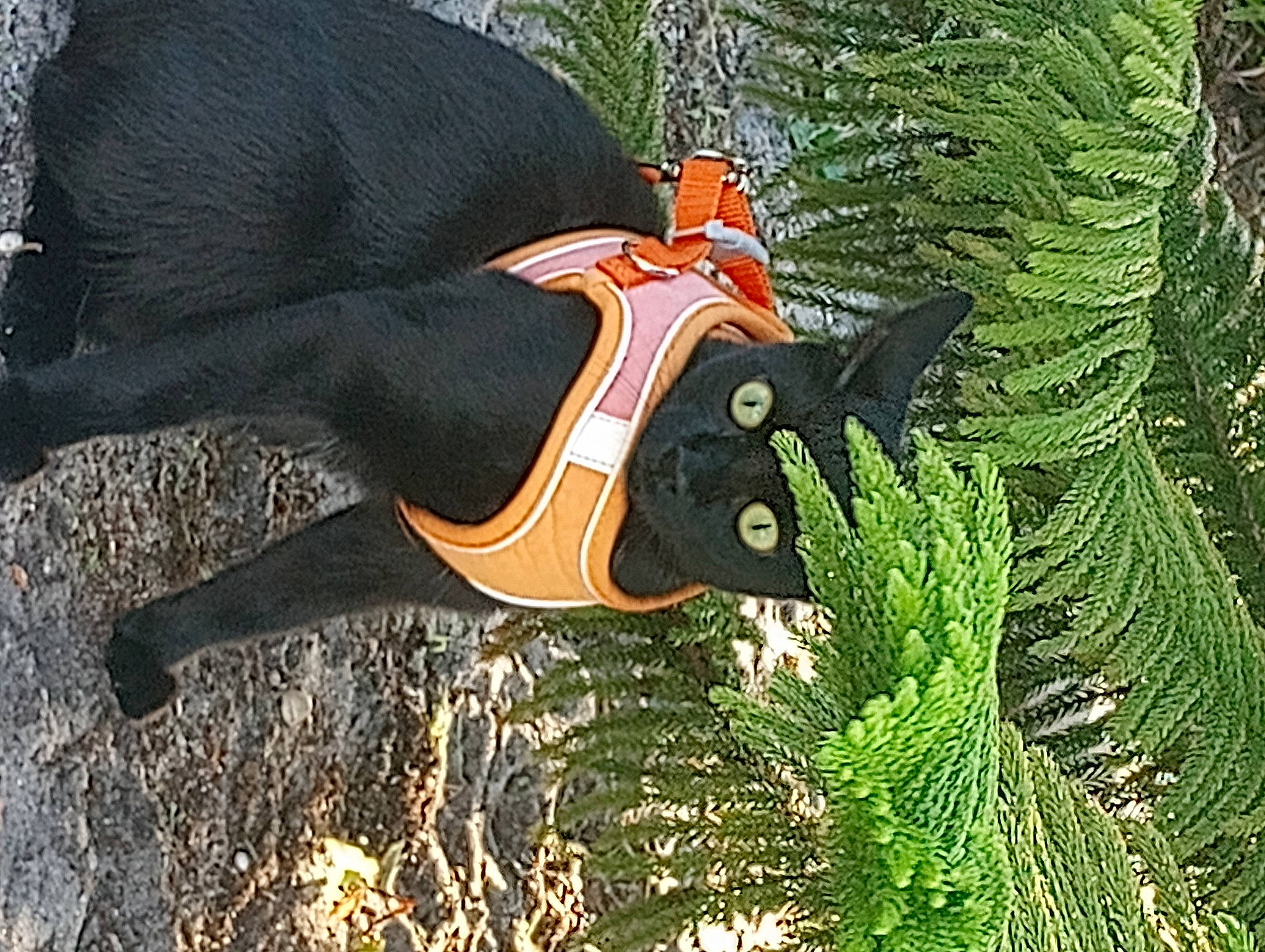 Blacky joined the competition — help win amazing prizes! art, bat, cap, carmine, conifer, event, evergreen, fin, fish, grass, hat, insect, leaf, organism, personal_protective_equipment, plant, tail, terrestrial_animal, terrestrial_plant, tree