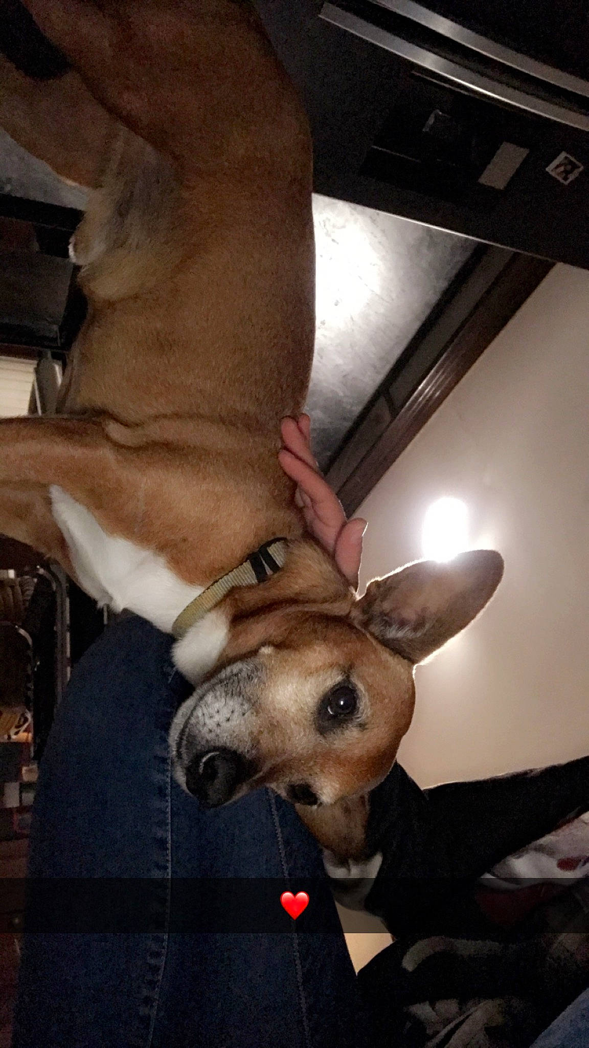 Elios participe au concours pour gagner de l'argent avec cette photo : carnivore, collar, companion_dog, dog, dog_breed, dog_collar, ear, elbow, fashion_accessory, fawn, fur, gesture, human_leg, jaw, snout, sporting_group, toy_dog, whiskers, working_animal, wrist