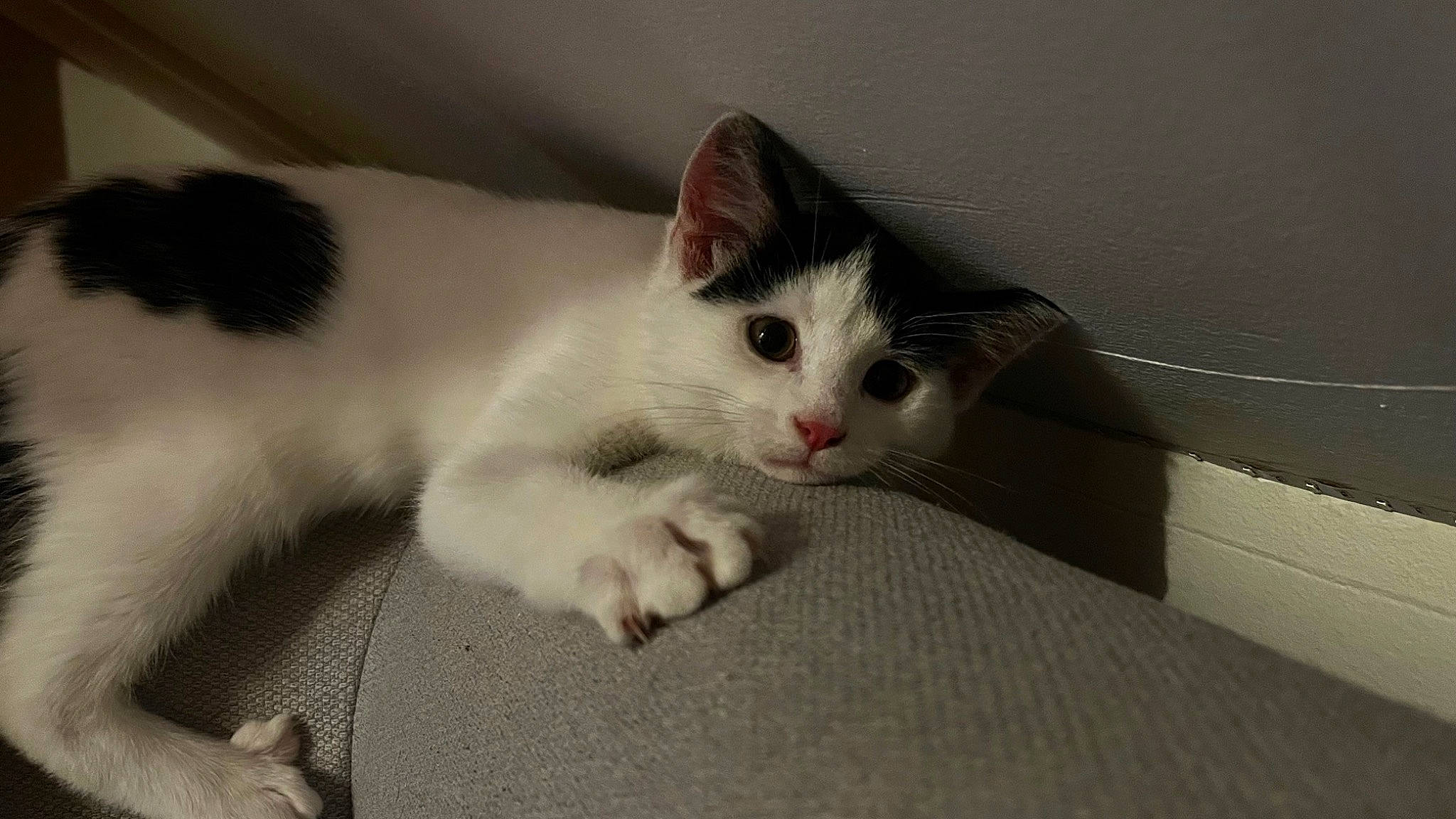 Bounty participe au concours pour gagner de l'argent avec cette photo : carnivore, cat, comfort, domestic_short_haired_cat, felidae, flooring, foot, fur, hardwood, paw, small_to_medium_sized_cats, snout, tail, whiskers