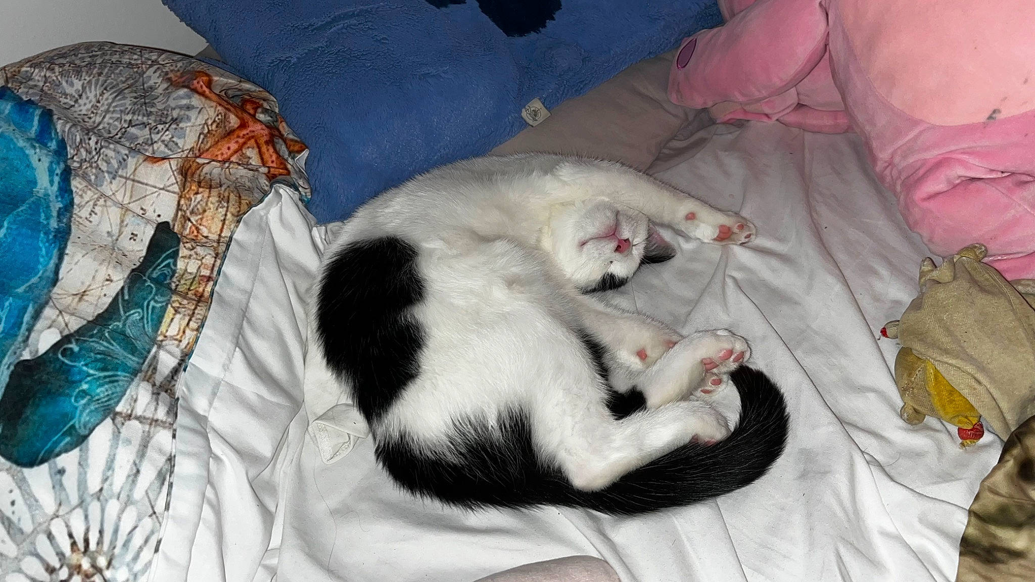 Bounty a rejoint le concours — aidez-le/la à gagner de superbes lots ! canidae, carnivore, cat, claw, comfort, dog_breed, domestic_short_haired_cat, fawn, felidae, fur, linens, mammal, nap, paw, sleep, small_to_medium_sized_cats, snout, sporting_group, tail, whiskers