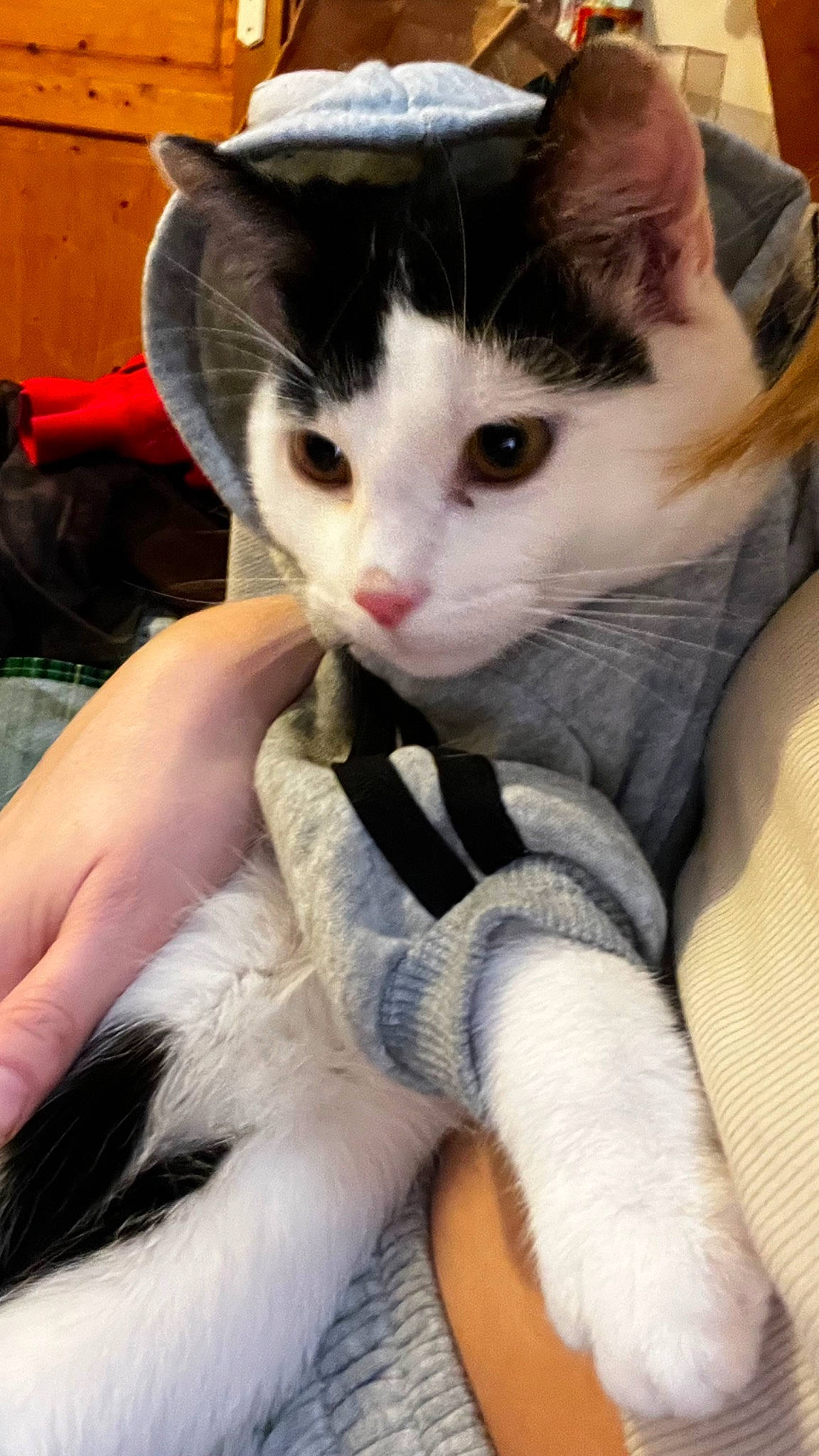 Bounty participe au concours pour gagner de l'argent avec cette photo : box, carnivore, cat, claw, comfort, domestic_short_haired_cat, eye, fawn, felidae, fur, gesture, lap, mammal, paw, plant, small_to_medium_sized_cats, snout, tail, whiskers