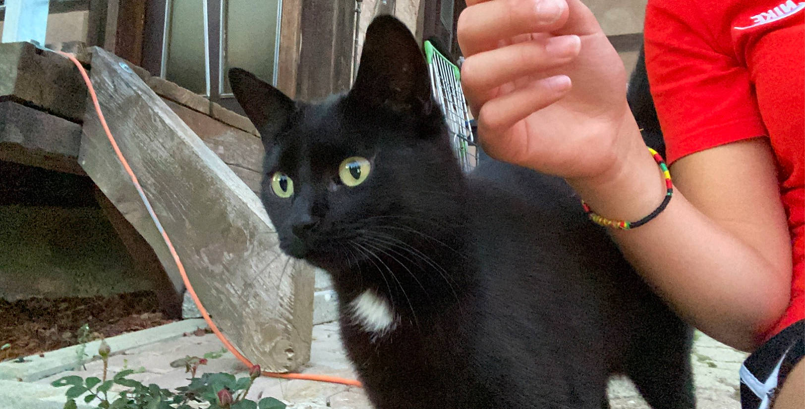 Miko participe au concours pour gagner de l'argent avec cette photo : black_cat, bombay, carnivore, cat, domestic_short_haired_cat, felidae, fur, gesture, grass, havana_brown, houseplant, jewellery, plant, small_to_medium_sized_cats, snout, tail, whiskers, window