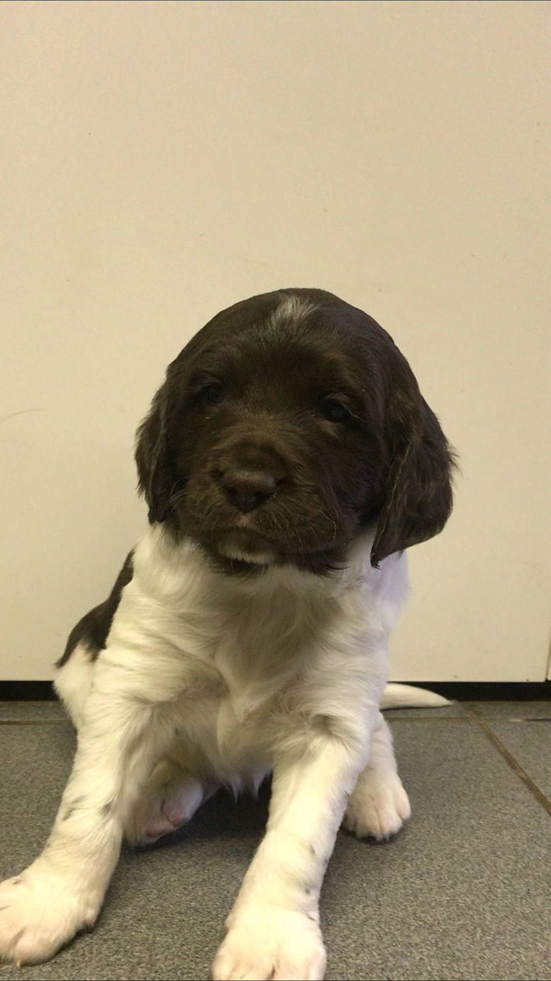 Plume participe au concours pour gagner de l'argent avec cette photo : bored, canidae, carnivore, companion_dog, dog, dog_breed, fur, gun_dog, snout, spaniel, sporting_group, terrestrial_animal, vegetable