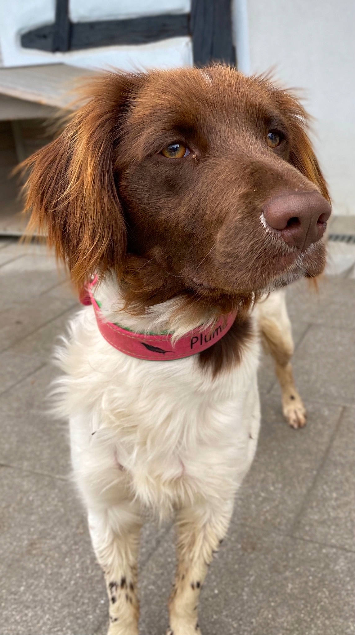 Plume a rejoint le concours — aidez-le/la à gagner de superbes lots ! canidae, carnivore, collar, companion_dog, dog, dog_breed, dog_collar, fur, gun_dog, hunting_dog, leash, liver, pointing_breed, retriever, snout, spaniel, sporting_group, welsh_springer_spaniel, working_animal