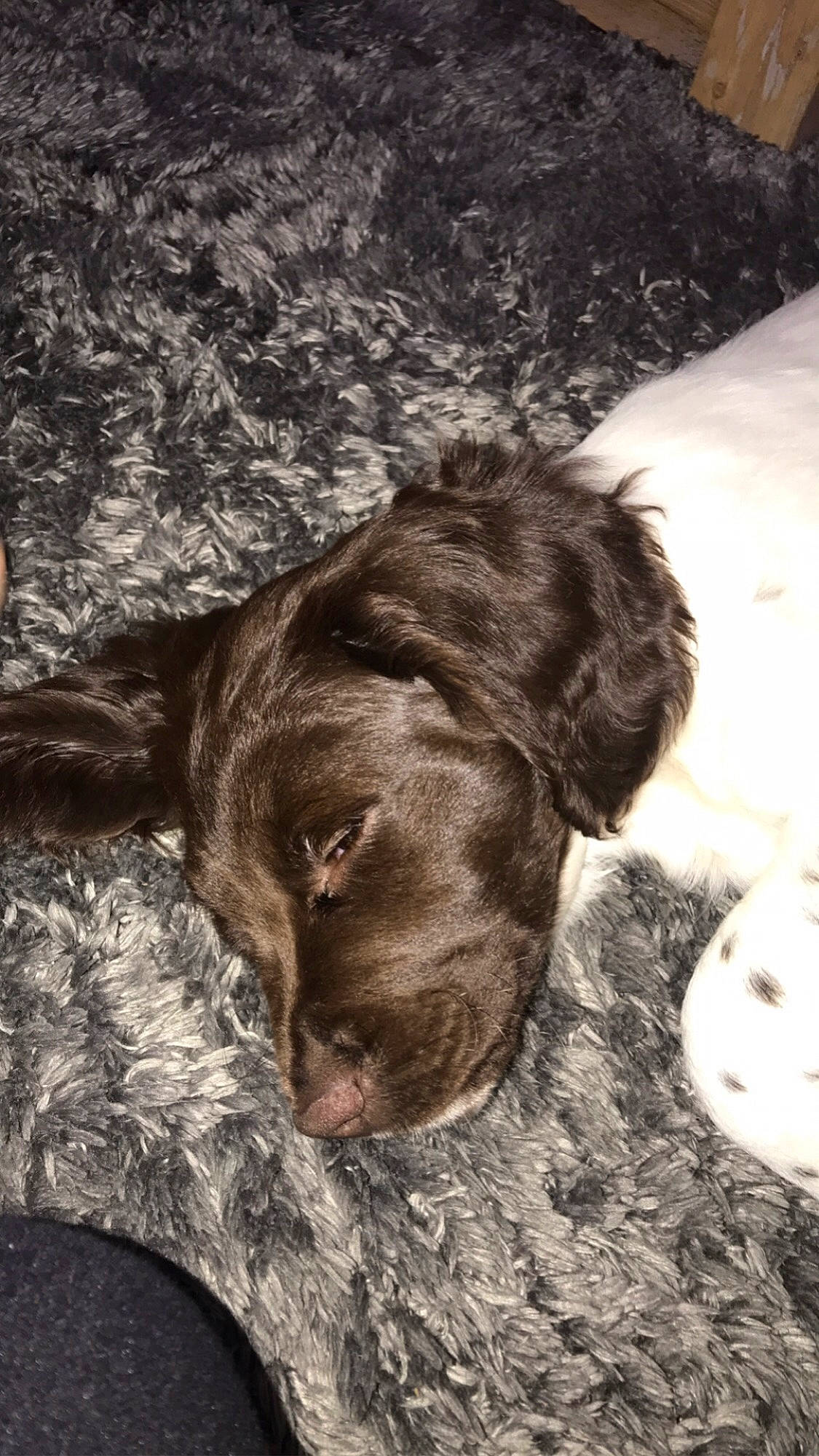 Plume participe au concours pour gagner de l'argent avec cette photo : carnivore, comfort, companion_dog, dog, dog_breed, ear, fawn, fur, gun_dog, liver, monochrome, monochrome_photography, retriever, spaniel, sporting_group, tree, whiskers, wood, working_animal, wrinkle