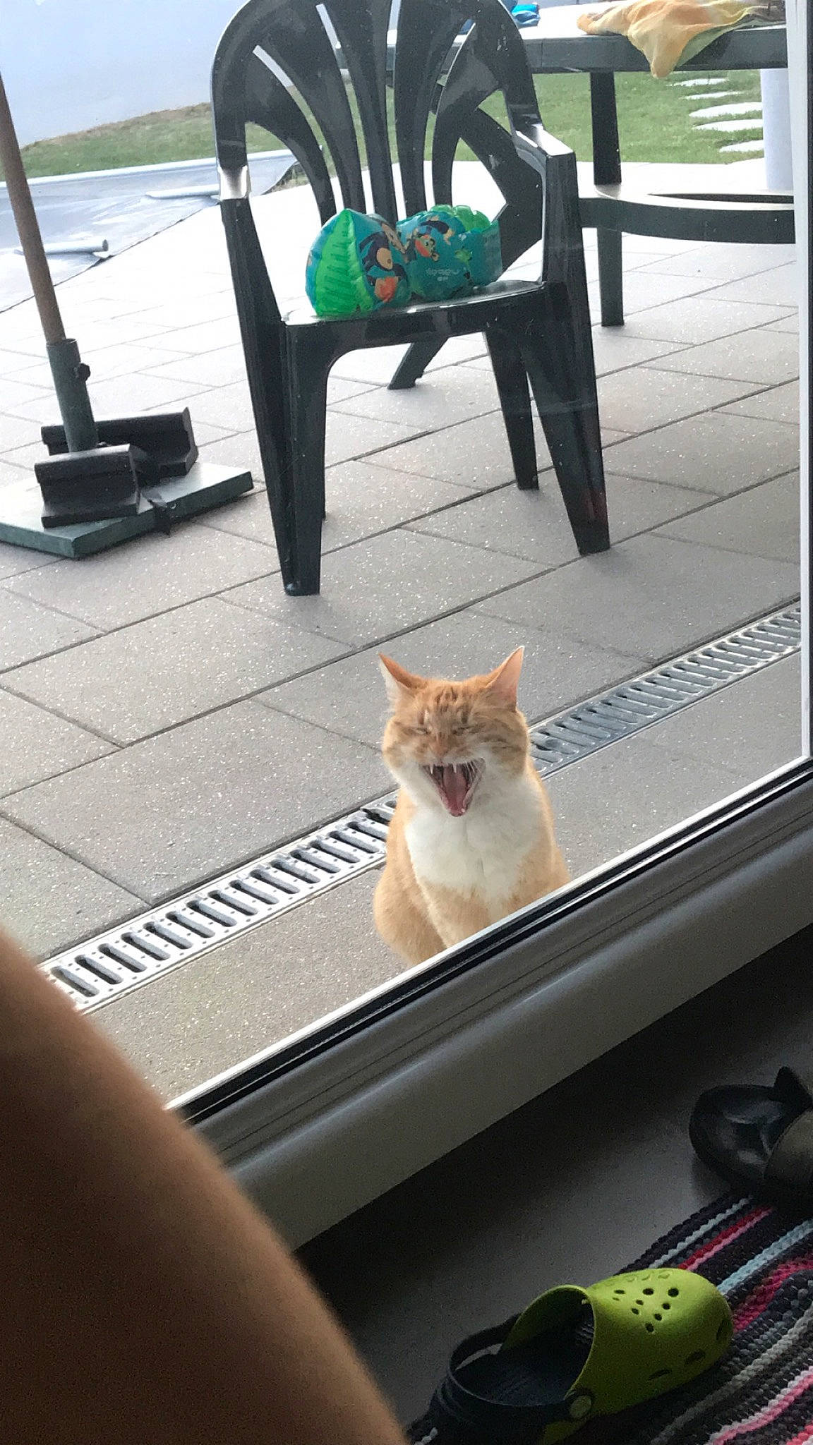 Emy a rejoint le concours — aidez-le/la à gagner de superbes lots ! carnivore, cat, fawn, felidae, flooring, green, hardwood, human_leg, light, line, outdoor_furniture, plant, road_surface, small_to_medium_sized_cats, snapshot, tail, tree, whiskers, white, wood