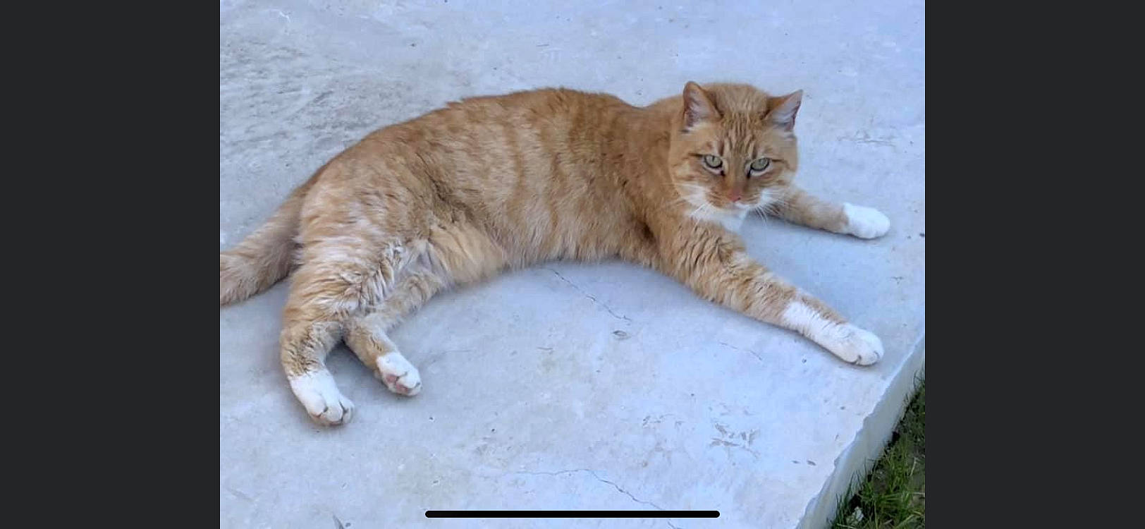 Emy participe au concours pour gagner de l'argent avec cette photo : carnivore, cat, claw, comfort, domestic_short_haired_cat, fawn, felidae, fur, grass, paw, sitting, small_to_medium_sized_cats, snout, tail, terrestrial_animal, tree, whiskers