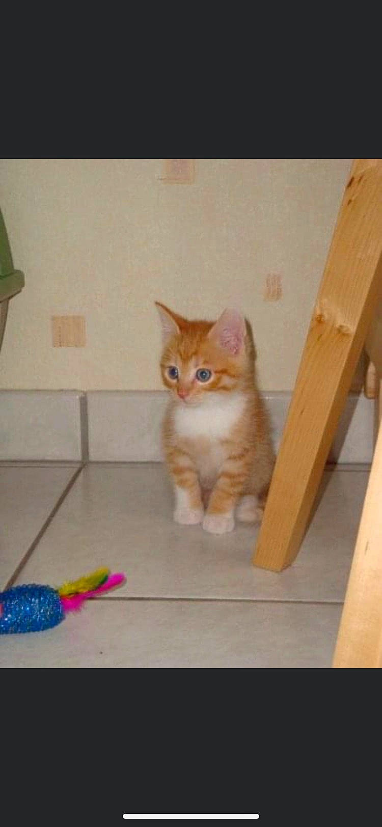 Emy a rejoint le concours — aidez-le/la à gagner de superbes lots ! box, brush, carnivore, cat, domestic_short_haired_cat, fawn, felidae, floor, flooring, fur, hardwood, paw, pet_supply, room, small_to_medium_sized_cats, snout, tail, whiskers, window, wood