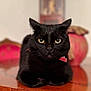 black_cat, cat, pet, animal, feline, collar, table, wood, indoor, portrait, fur, whiskers, ears, eyes, close_up, domestic_cat, resting, blurred_background, focus, cute