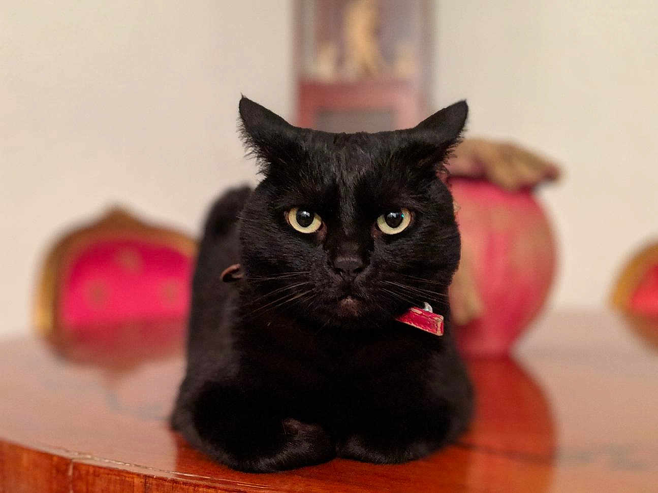 Ilana a rejoint le concours — aidez-le/la à gagner de superbes lots ! black_cat, cat, pet, animal, feline, collar, table, wood, indoor, portrait, fur, whiskers, ears, eyes, close_up, domestic_cat, resting, blurred_background, focus, cute