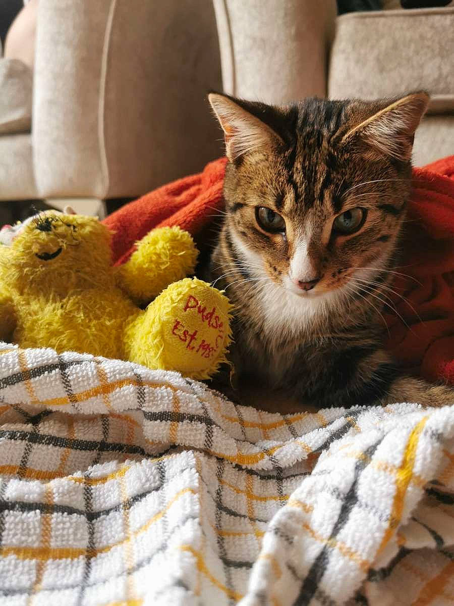 Romeo is registered to the contest to win money with this photo: animal_shelter, basket, bird, carnivore, cat, cat_supply, claw, comfort, domestic_short_haired_cat, felidae, fruit, fur, linens, paw, plant, small_to_medium_sized_cats, snout, stuffed_toy, toy, whiskers