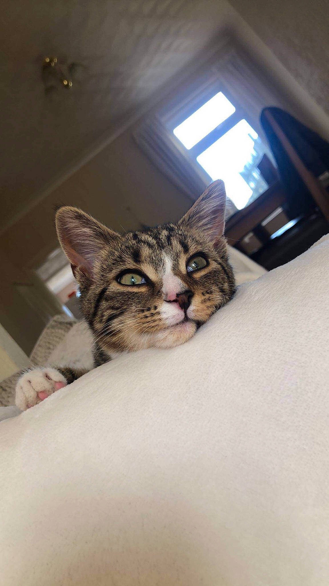 Romeo is registered to the contest to win money with this photo: carnivore, cat, comfort, domestic_short_haired_cat, door, ear, felidae, fur, paw, room, small_to_medium_sized_cats, snout, vehicle, whiskers, window, wood