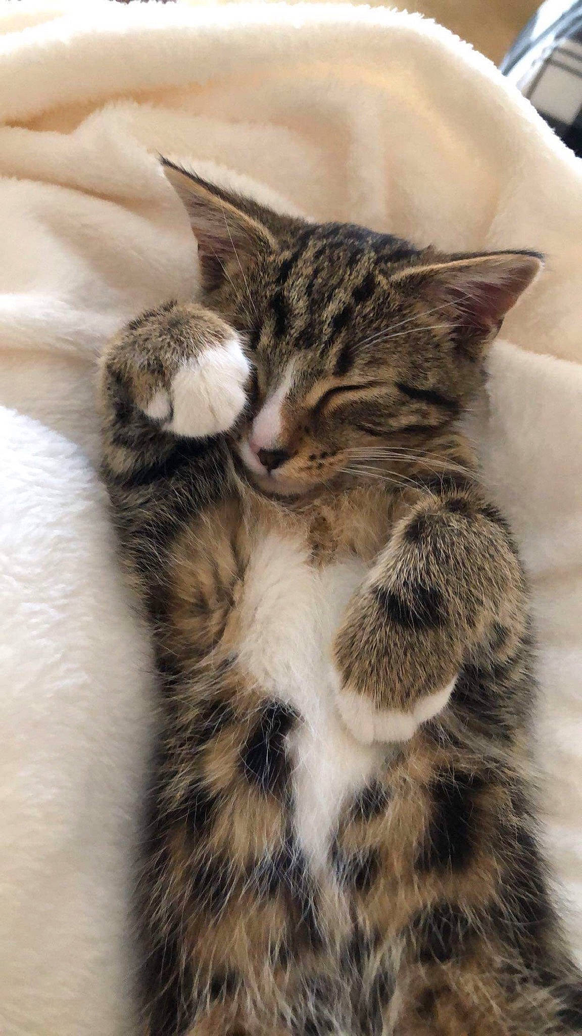 Romeo joined the competition — help win amazing prizes! carnivore, cat, claw, comfort, domestic_short_haired_cat, felidae, fur, paw, small_to_medium_sized_cats, snout, tail, terrestrial_animal, whiskers