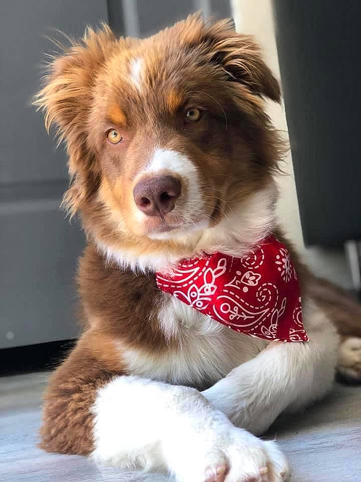 Punkee a rejoint le concours — aidez-le/la à gagner de superbes lots ! australian_collie, australian_shepherd, canidae, carnivore, collar, companion_dog, dog, dog_breed, dog_collar, fawn, fur, herding_dog, leash, liver, puppy, sporting_group, terrestrial_animal, whiskers, working_dog